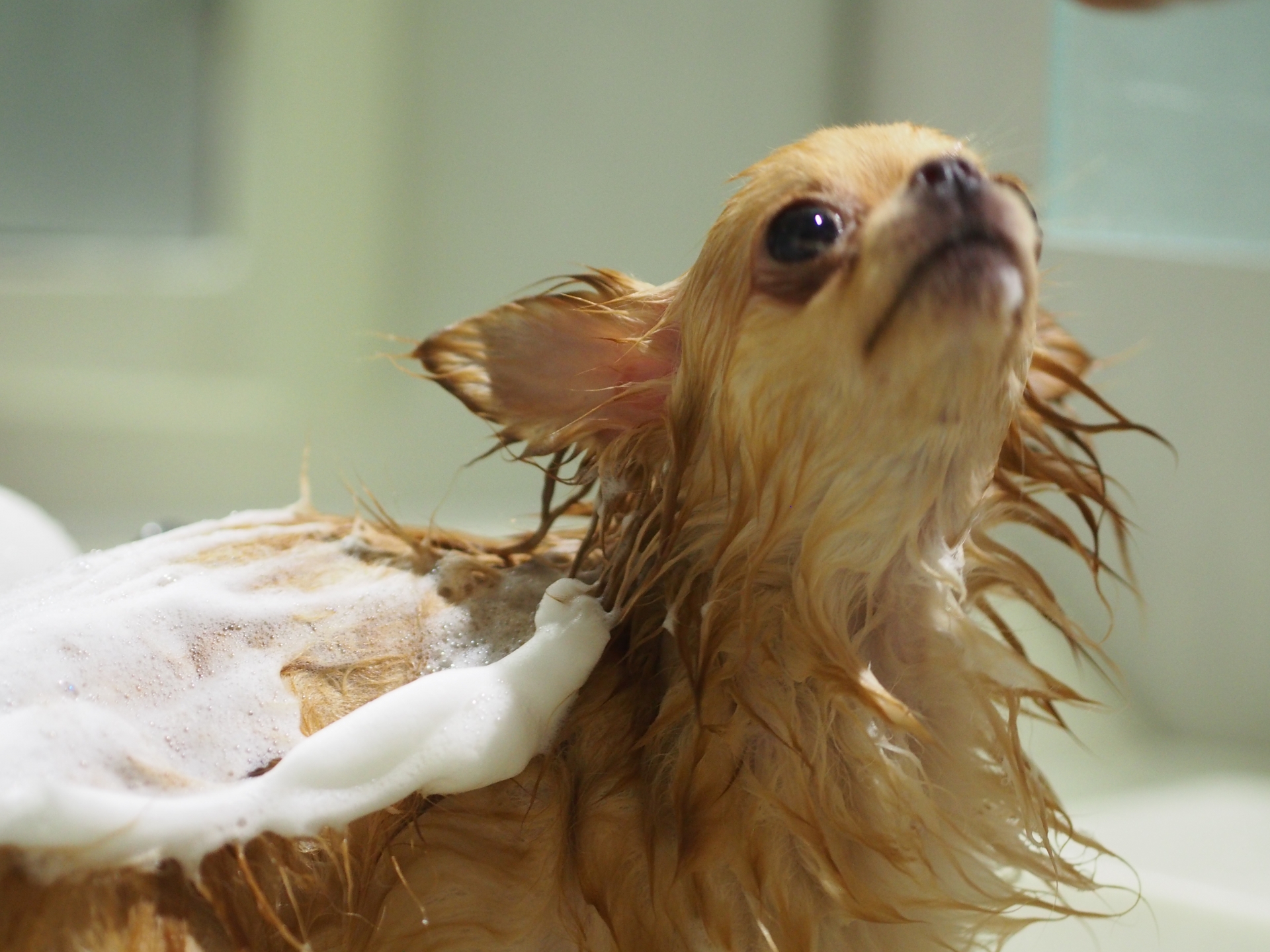 犬のお風呂嫌いを改善したい！改善方法と注意点・入浴方法を解説