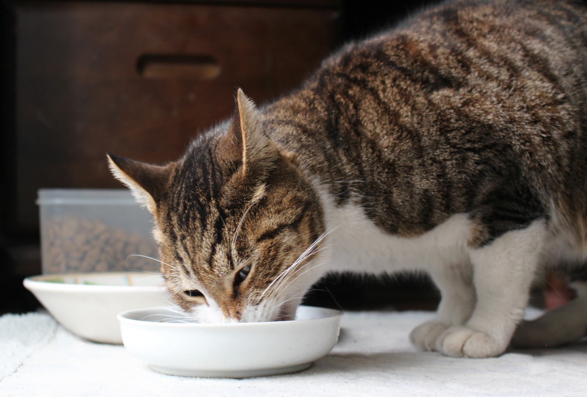 猫の餌付けを止めさせるための効果的な対策方法を教えます