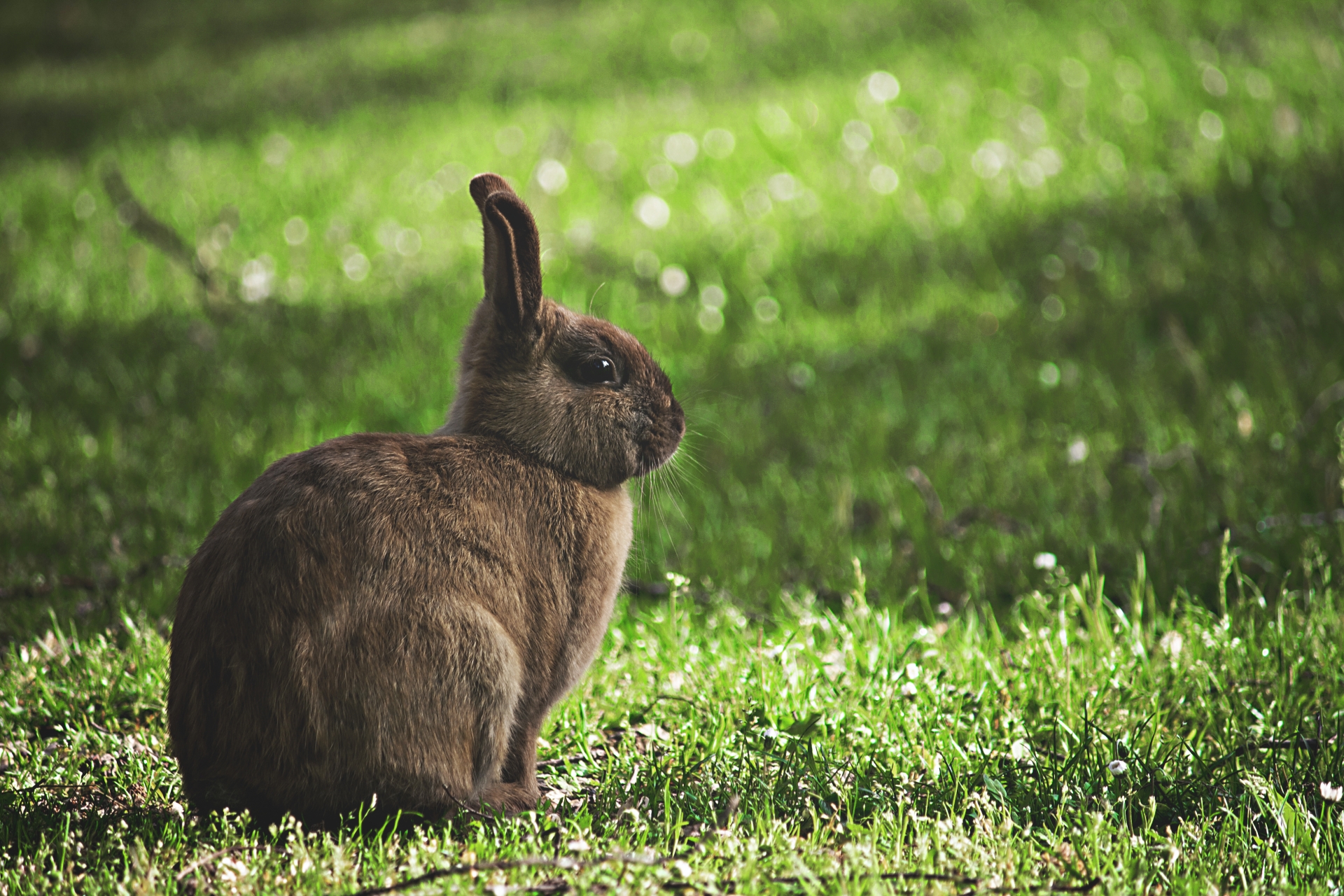 ウサギの平均寿命と老衰で現れる体の変化。高齢ウサギの飼い方